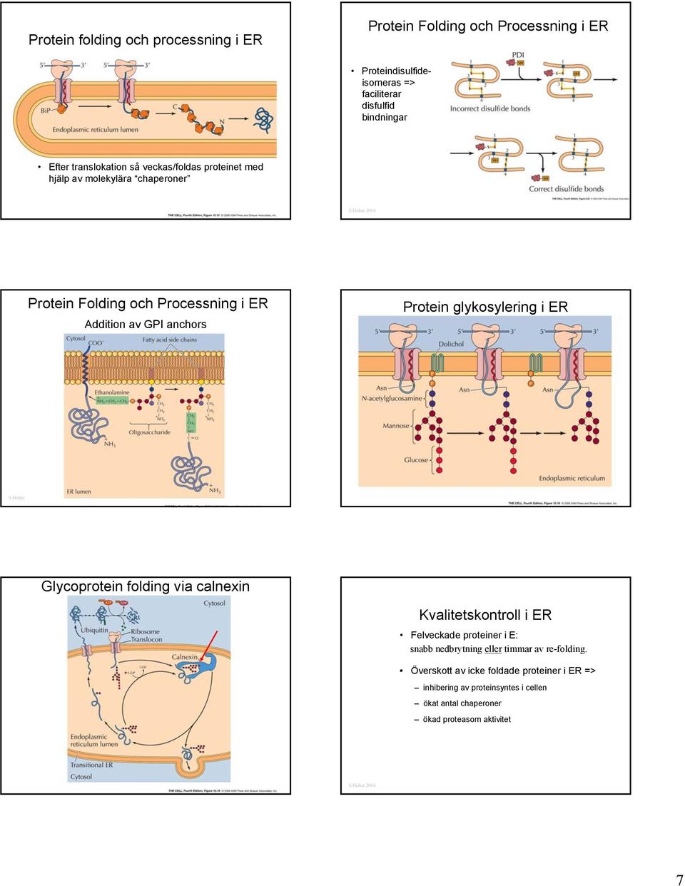 Protein glykosylering i ER Glycoprotein folding via calnexin Kvalitetskontroll i ER Felveckade proteiner i E: snabb nedbrytning eller timmar