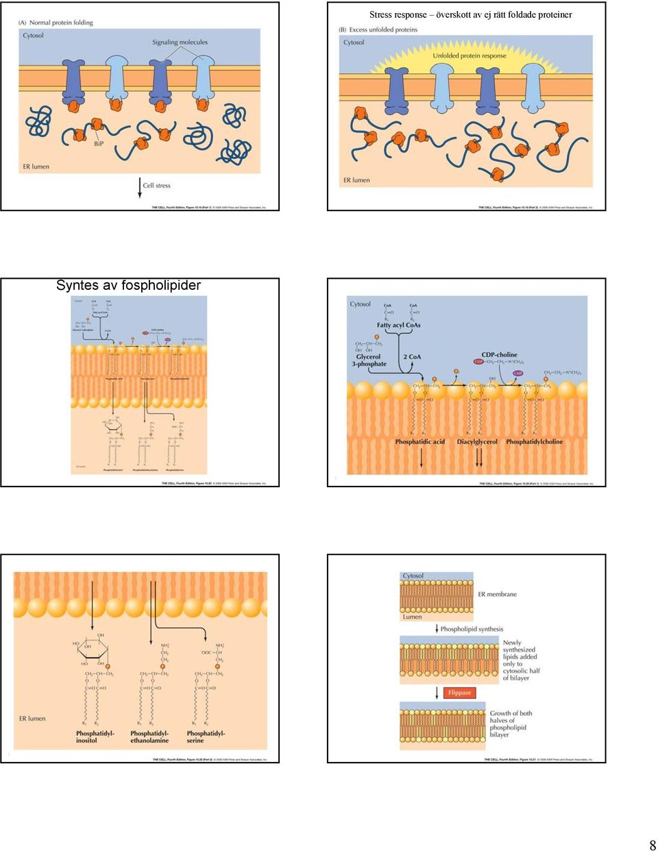 fospholipider 10.