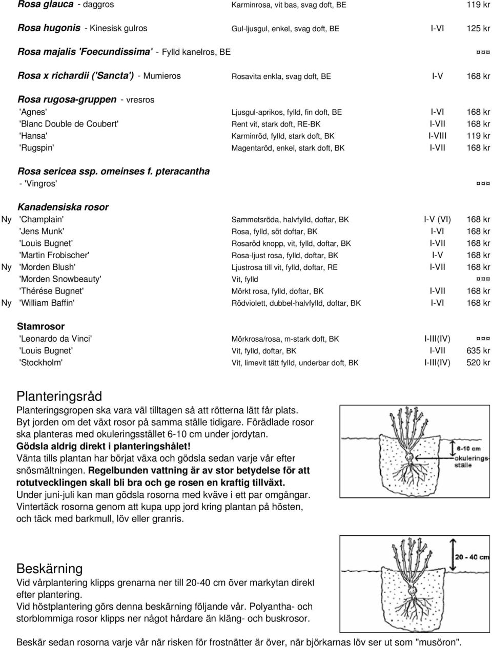 stark doft, RE-BK I-VII 168 kr 'Hansa' Karminröd, fylld, stark doft, BK I-VIII 119 kr 'Rugspin' Magentaröd, enkel, stark doft, BK I-VII 168 kr Rosa sericea ssp. omeinses f.