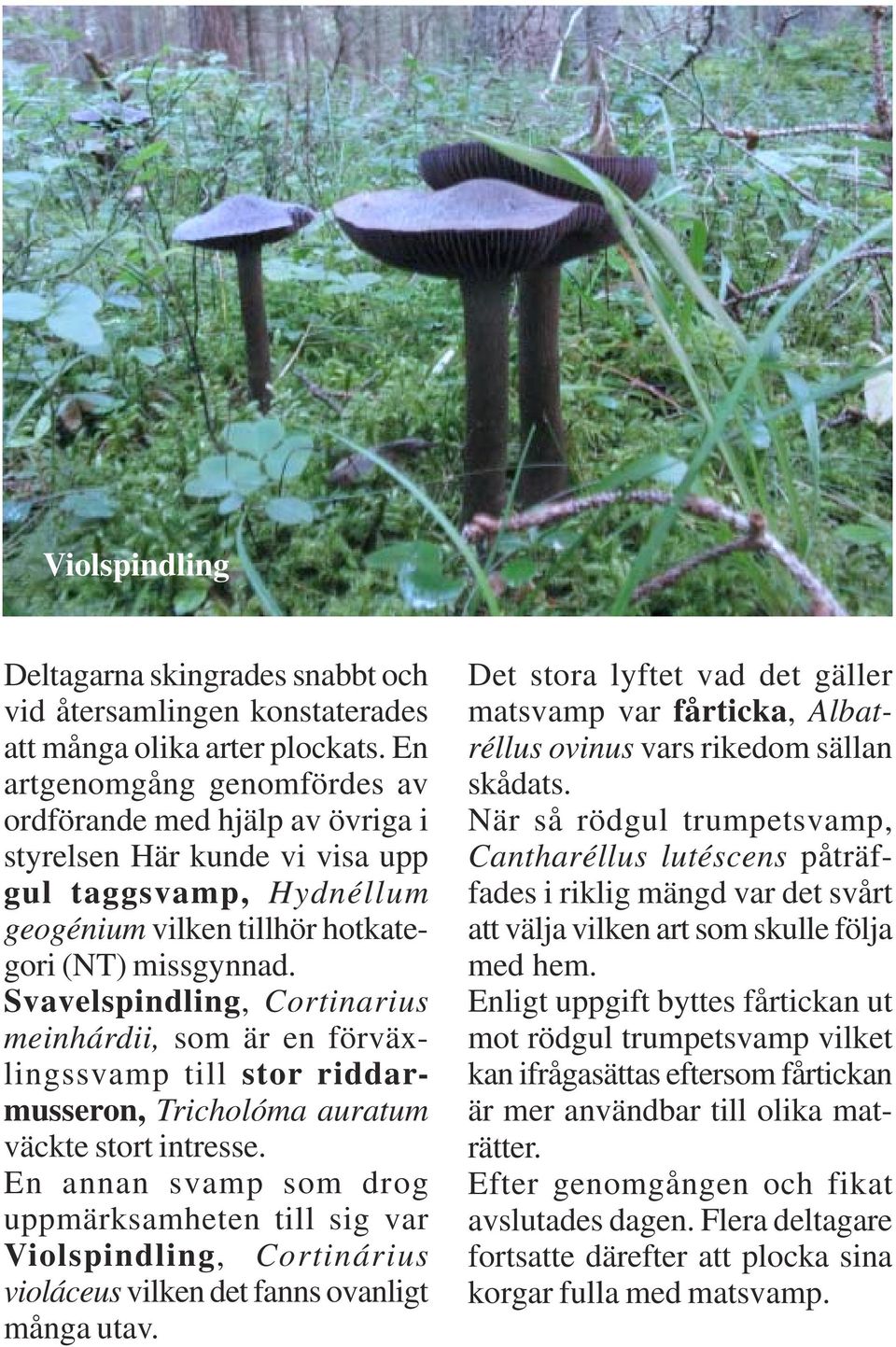 Svavelspindling, Cortinarius meinhárdii, som är en förväxlingssvamp till stor riddarmusseron, Tricholóma auratum väckte stort intresse.