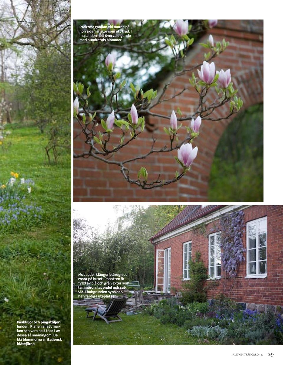 Rabatten är fylld av blå och grå växter som lammöron, lavendel och salvia.