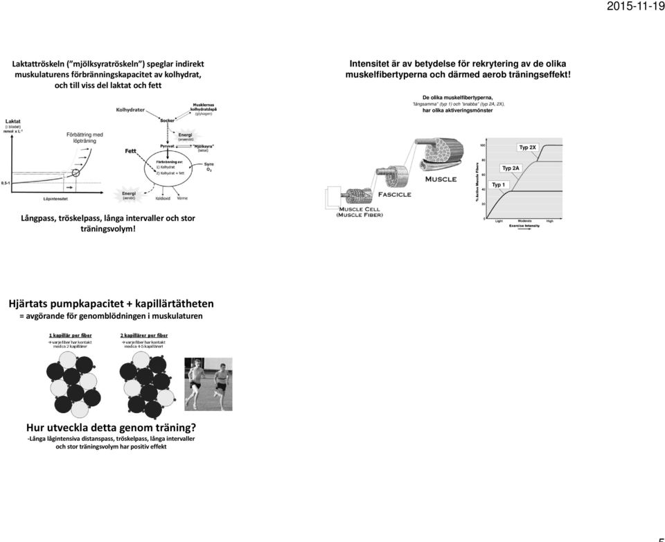 De olika muskelfibertyperna, långsamma (typ 1) och snabba (typ 2A, 2X), har olika aktiveringsmönster Förbättring med löpträning Typ 2X Typ 2A Typ 1 Långpass, tröskelpass,