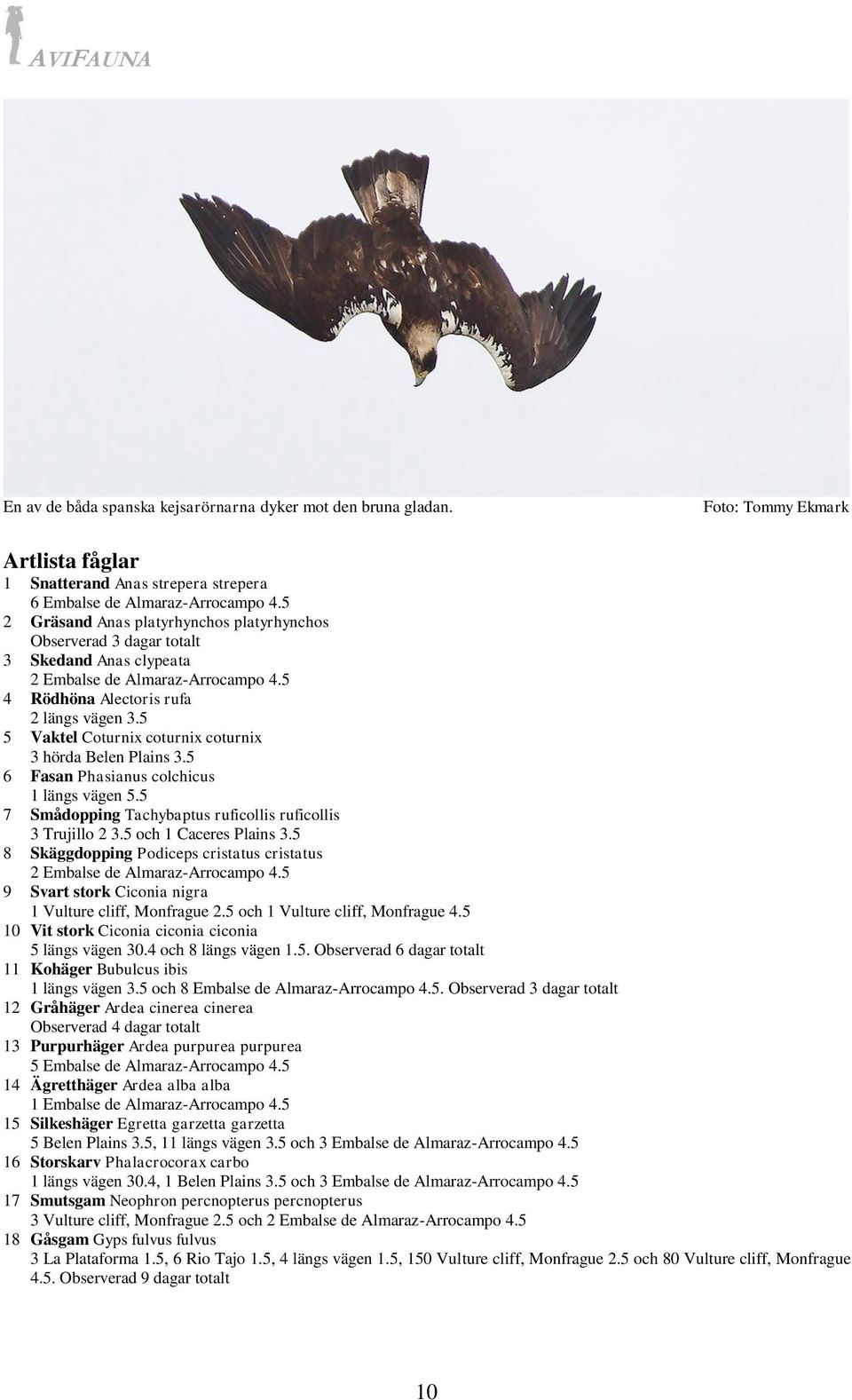 5 5 Vaktel Coturnix coturnix coturnix 3 hörda Belen Plains 3.5 6 Fasan Phasianus colchicus 1 längs vägen 5.5 7 Smådopping Tachybaptus ruficollis ruficollis 3 Trujillo 2 3.5 och 1 Caceres Plains 3.