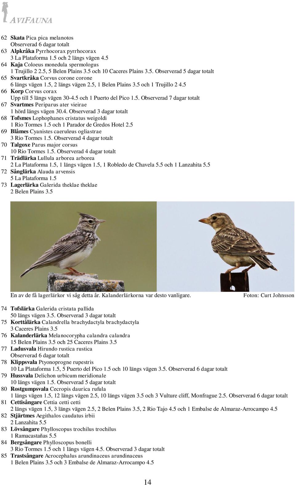 5 66 Korp Corvus corax Upp till 5 längs vägen 30-4.5 och 1 Puerto del Pico 1.5. Observerad 7 dagar totalt 67 Svartmes Periparus ater vieirae 1 hörd längs vägen 30.4. Observerad 3 dagar totalt 68 Tofsmes Lophophanes cristatus weigoldi 1 Rio Tormes 1.