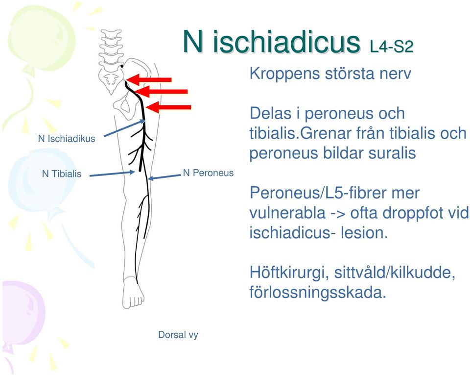 grenar från tibialis och peroneus bildar suralis Peroneus/L5-fibrer mer