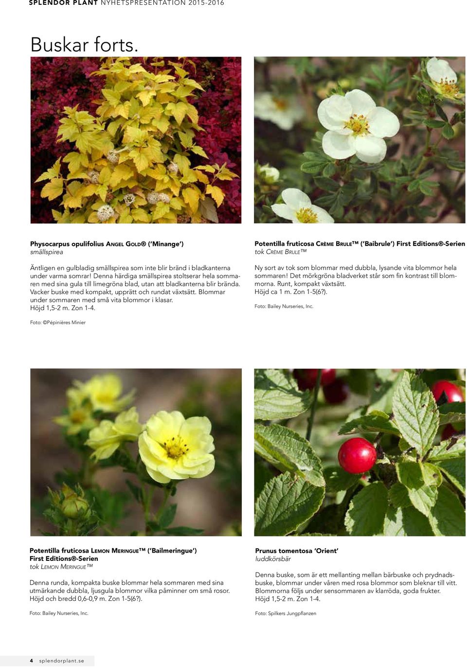 Denna härdiga smällspirea stoltserar hela sommaren med sina gula till limegröna blad, utan att bladkanterna blir brända. Vacker buske med kompakt, upprätt och rundat växtsätt.