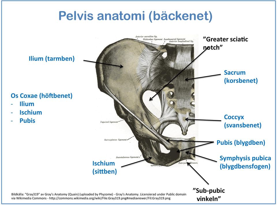 Bildkälla: "Gray319" av Gray's Anatomy (Quain) (uploaded by Phyzome) - Gray's Anatomy.