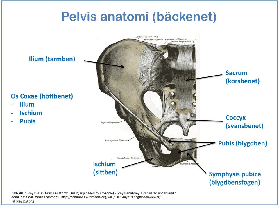 Bildkälla: "Gray319" av Gray's Anatomy (Quain) (uploaded by Phyzome) - Gray's Anatomy.