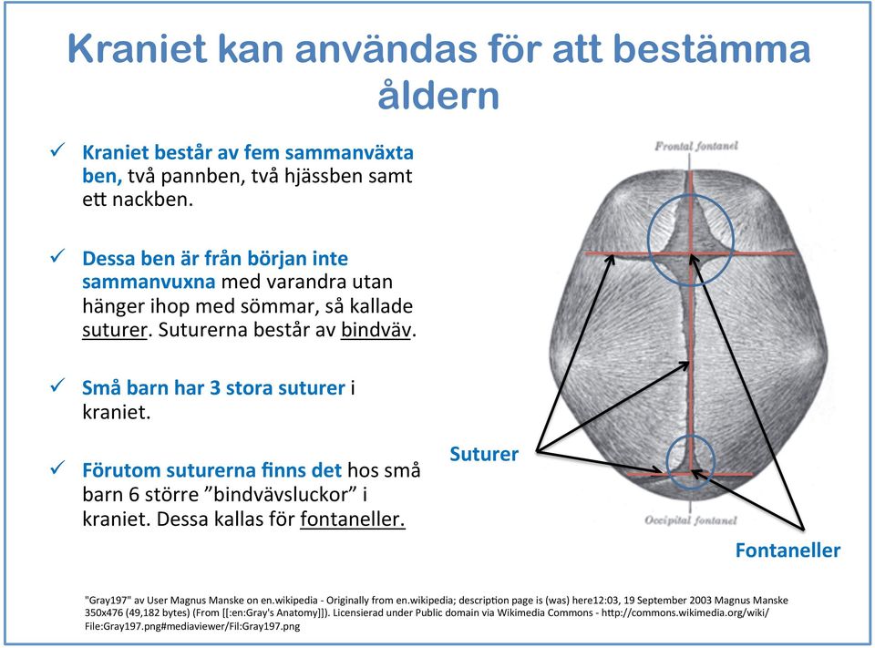 ü Förutom suturerna finns det hos små barn 6 större bindvävsluckor i kraniet. Dessa kallas för fontaneller. Suturer Fontaneller "Gray197" av User Magnus Manske on en.