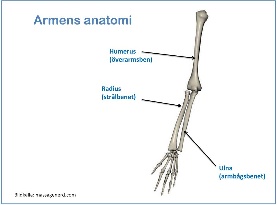 (strålbenet) Ulna