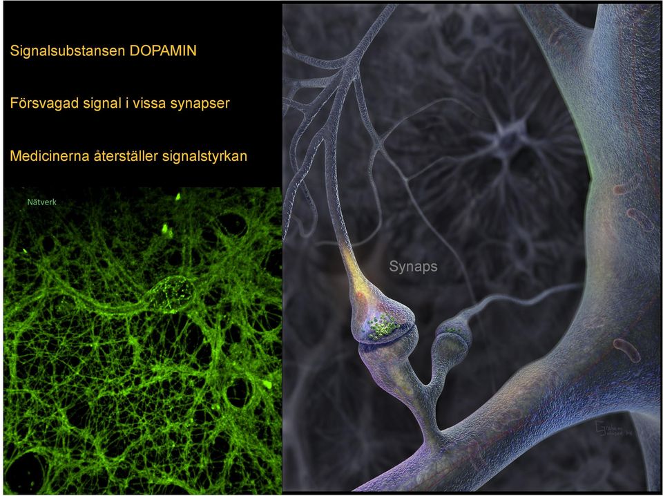 synapser Medicinerna