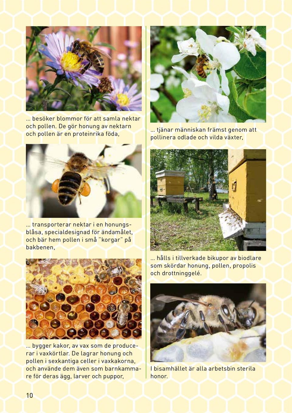 honungsblåsa, specialdesignad för ändamålet, och bär hem pollen i små korgar på bakbenen, hålls i tillverkade bikupor av biodlare som skördar honung,