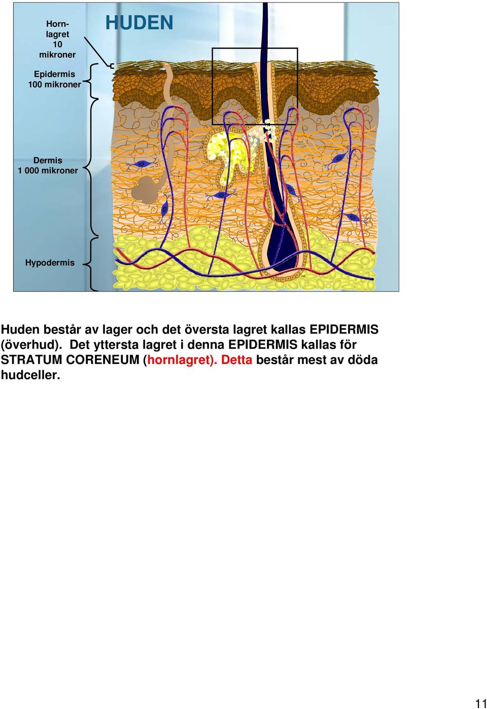 kallas EPIDERMIS (överhud).