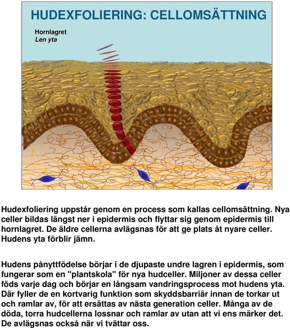 Hudens pånyttfödelse börjar i de djupaste undre lagren i epidermis, som fungerar som en "plantskola" för nya hudceller.