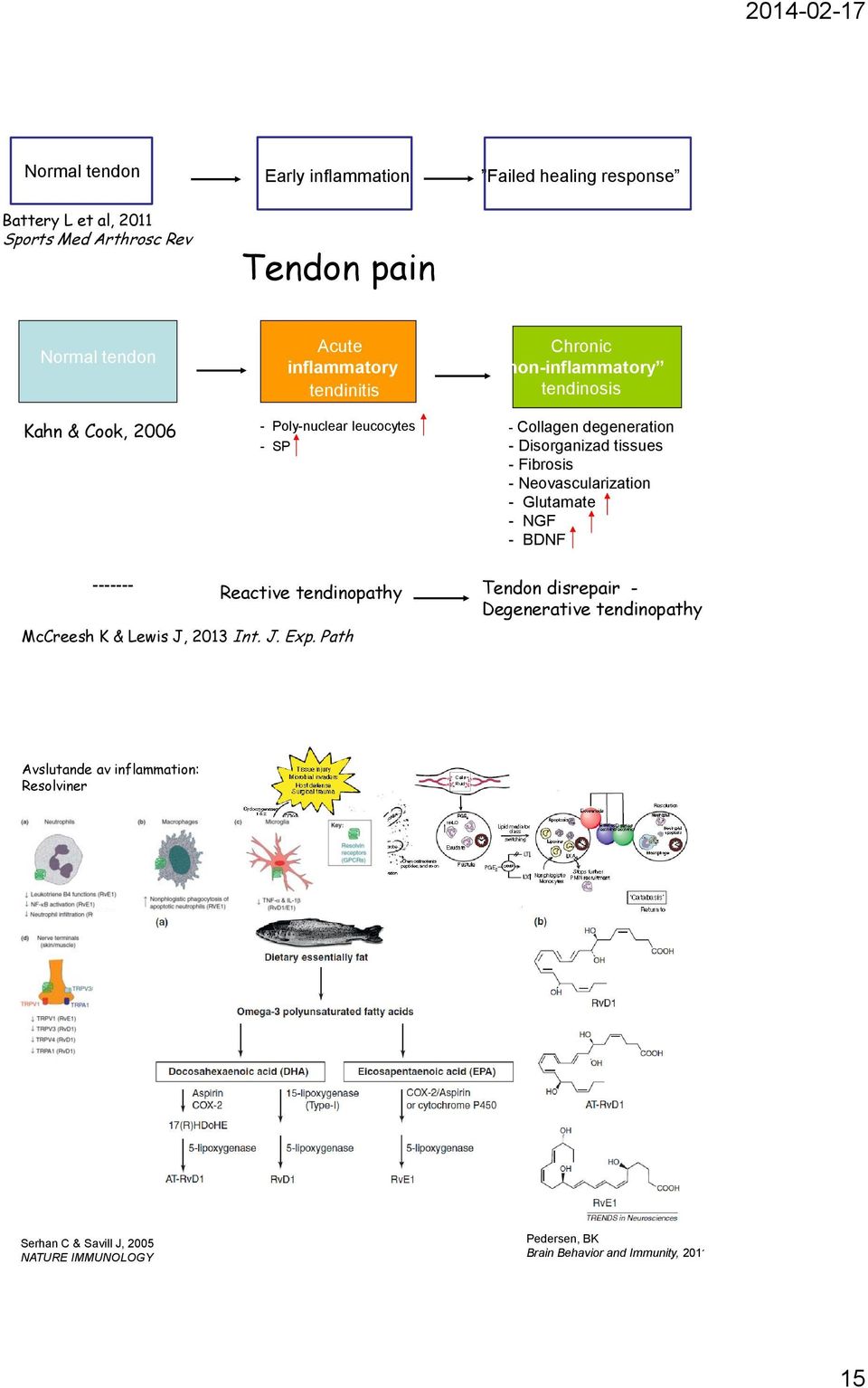 Fibrosis - Neovascularization - Glutamate - NGF - BDNF ------- Reactive tendinopathy McCreesh K & Lewis J, 2013 Int. J. Exp.