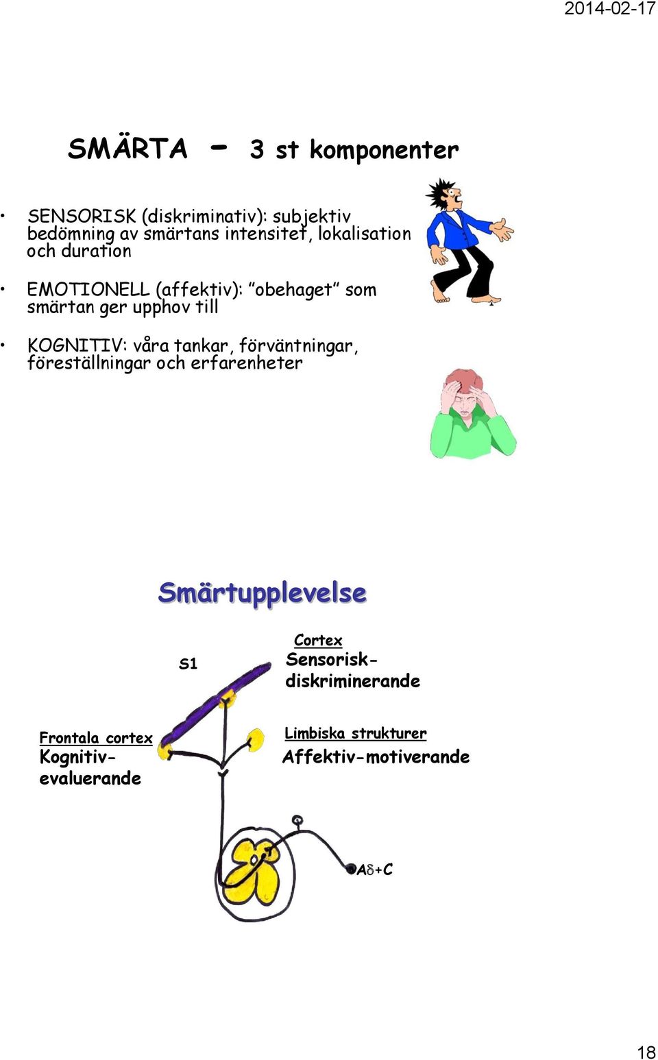 våra tankar, förväntningar, föreställningar och erfarenheter Smärtupplevelse S1 Frontala cortex