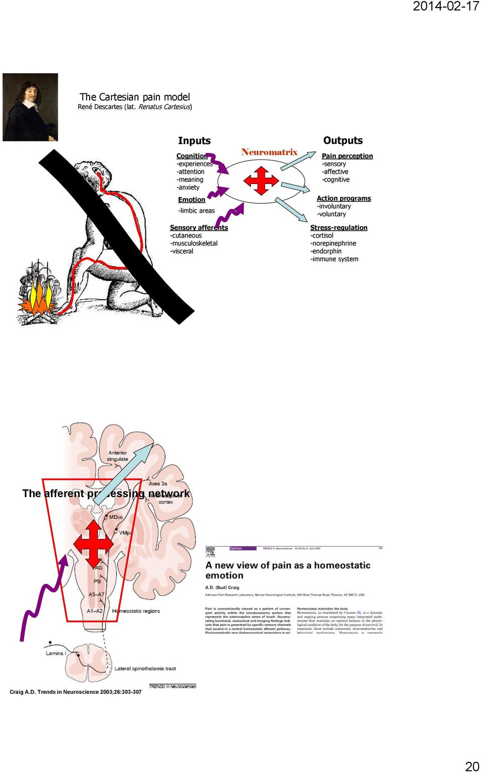afferents -cutaneous -musculoskeletal -visceral Neuromatrix Outputs Pain perception -sensory -affective -cognitive