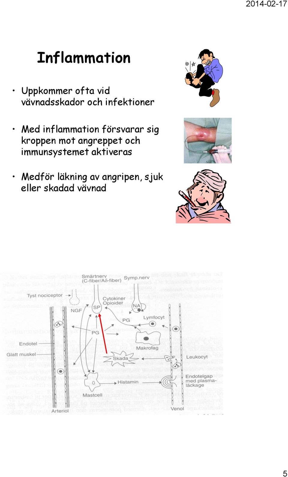 kroppen mot angreppet och immunsystemet aktiveras