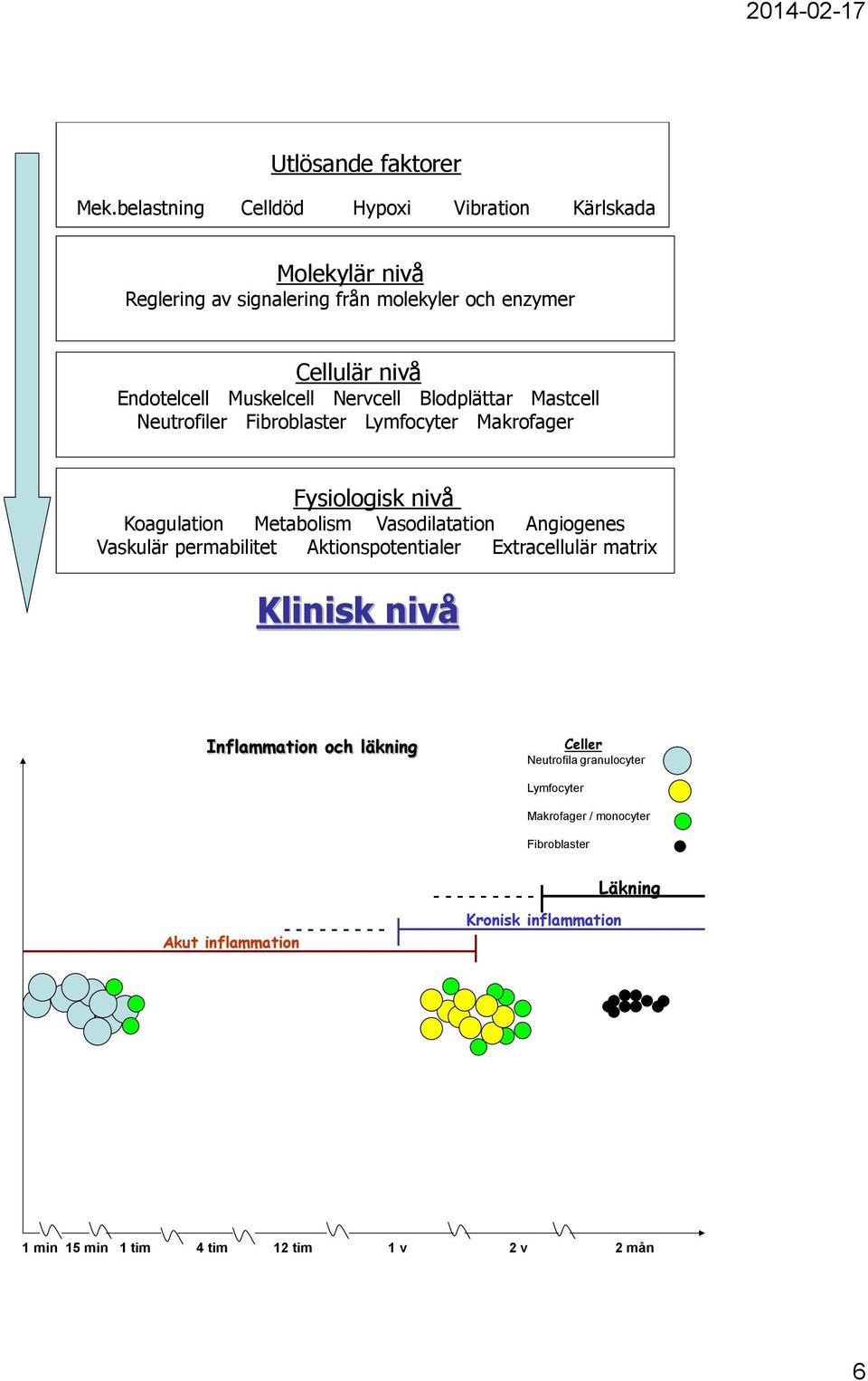 Nervcell Blodplättar Mastcell Neutrofiler Fibroblaster Lymfocyter Makrofager Fysiologisk nivå Koagulation Metabolism Vasodilatation Angiogenes Vaskulär