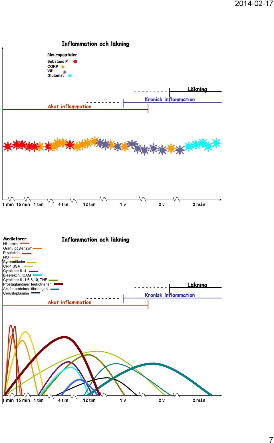 Cytokiner IL-4 E-selektin, ICAM Cytokiner IL-1,6,8,10, TNF Prostaglandiner, leukotriener Akufasproteiner, fibrinogen Cerusloplasmin