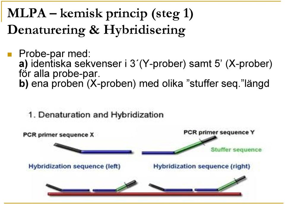 sekvenser i 3 (Y-prober) samt 5 (X-prober) för