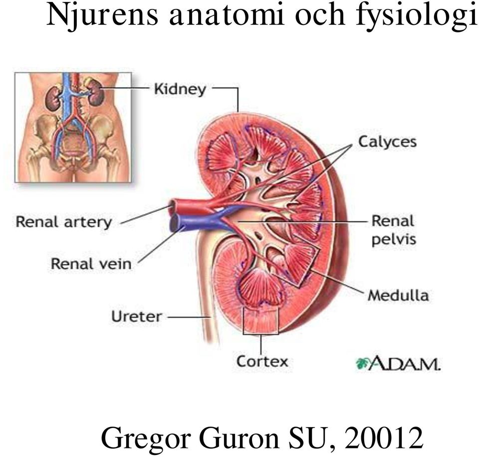 fysiologi