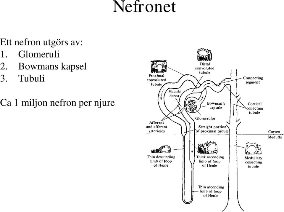 Glomeruli 2.