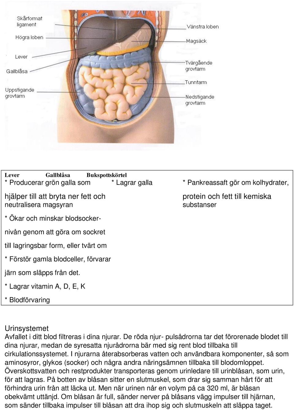 * Lagrar vitamin A, D, E, K * Blodförvaring Urinsystemet Avfallet i ditt blod filtreras i dina njurar.