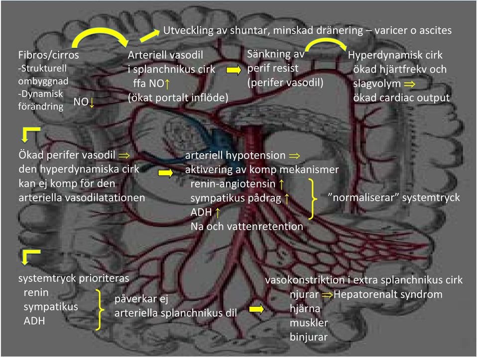 för den arteriella vasodilatationen arteriell hypotension aktivering av komp mekanismer renin angiotensin sympatikus pådrag normaliserar systemtryck ADH Na och vattenretention