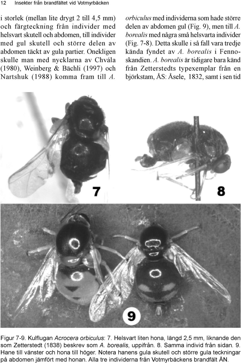 orbiculus med individerna som hade större delen av abdomen gul (Fig. 9), men till A. borealis med några små helsvarta individer (Fig. 7-8). Detta skulle i så fall vara tredje kända fyndet av A.