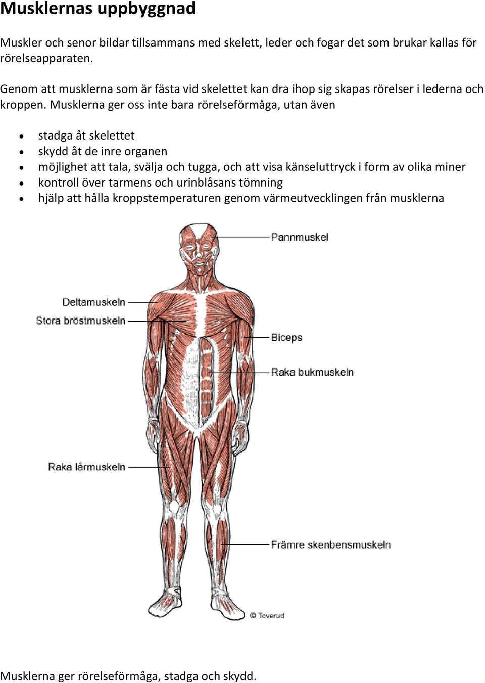 Musklerna ger oss inte bara rörelseförmåga, utan även stadga åt skelettet skydd åt de inre organen möjlighet att tala, svälja och tugga, och att