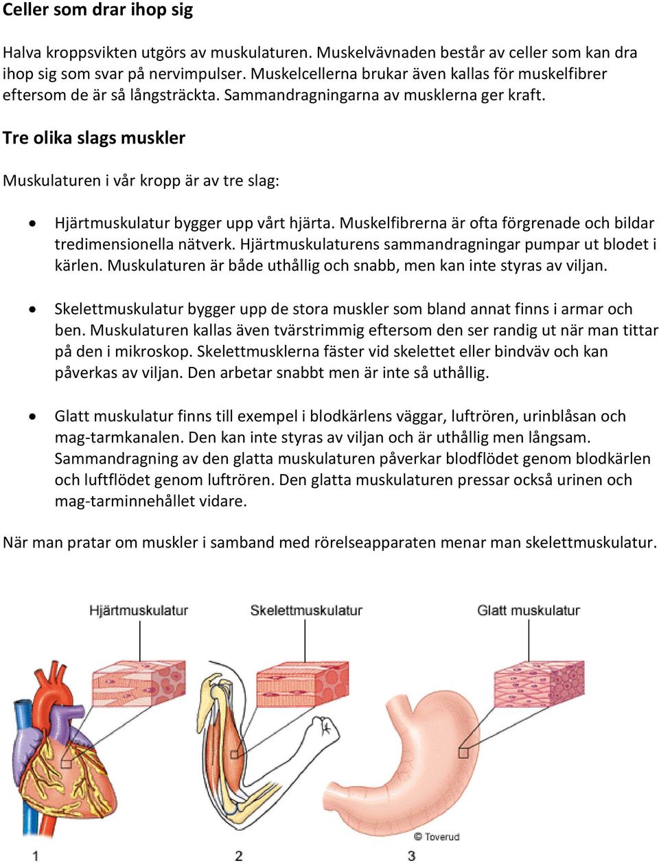 Tre olika slags muskler Muskulaturen i vår kropp är av tre slag: Hjärtmuskulatur bygger upp vårt hjärta. Muskelfibrerna är ofta förgrenade och bildar tredimensionella nätverk.