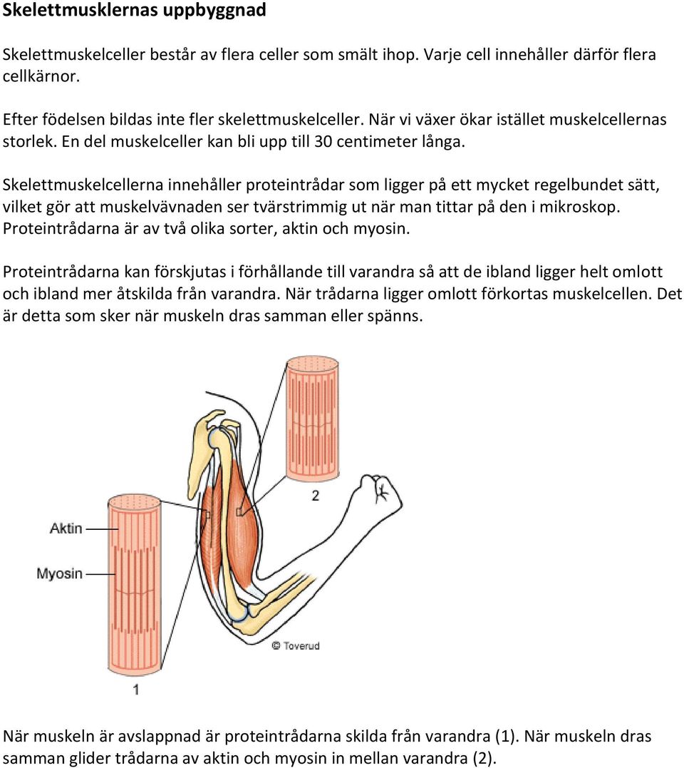 Skelettmuskelcellerna innehåller proteintrådar som ligger på ett mycket regelbundet sätt, vilket gör att muskelvävnaden ser tvärstrimmig ut när man tittar på den i mikroskop.