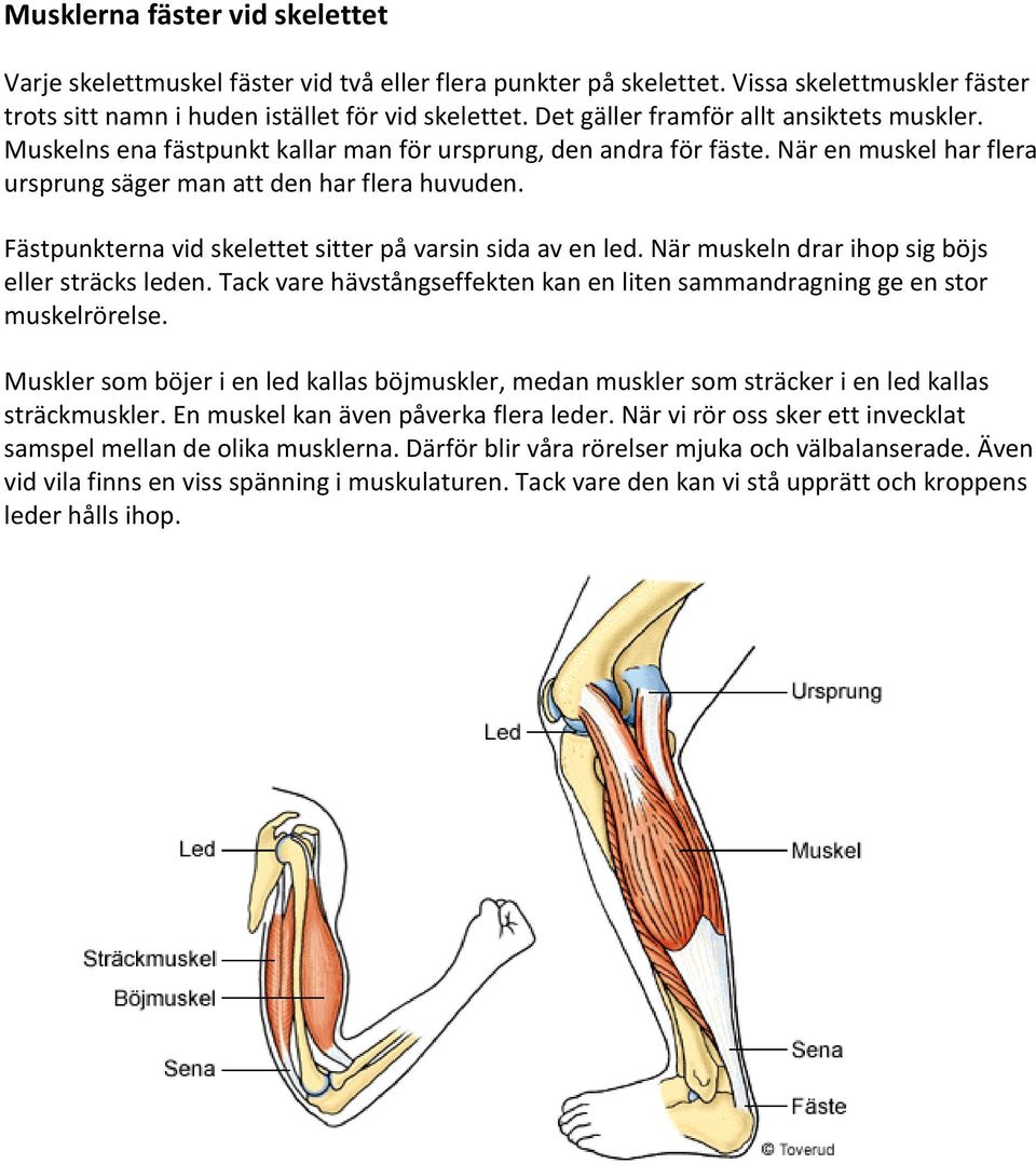 Fästpunkterna vid skelettet sitter på varsin sida av en led. När muskeln drar ihop sig böjs eller sträcks leden. Tack vare hävstångseffekten kan en liten sammandragning ge en stor muskelrörelse.