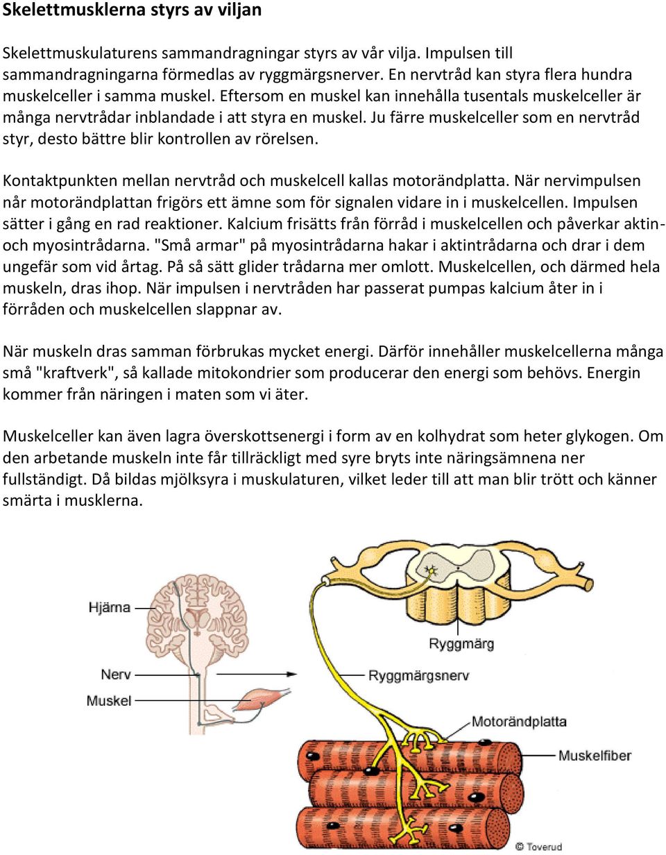 Ju färre muskelceller som en nervtråd styr, desto bättre blir kontrollen av rörelsen. Kontaktpunkten mellan nervtråd och muskelcell kallas motorändplatta.