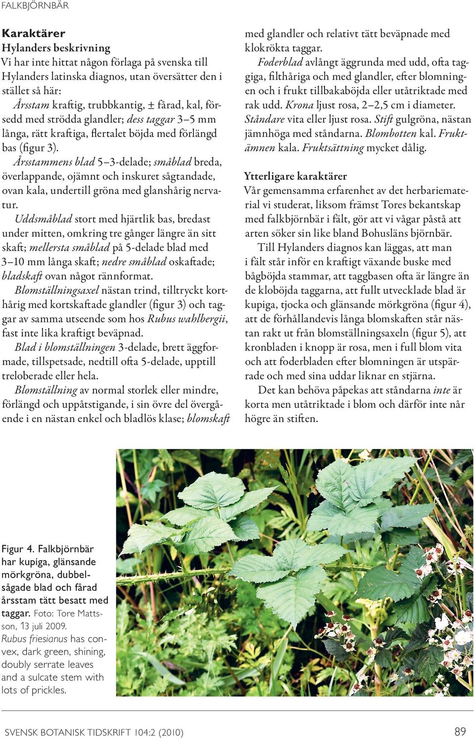 Årsstammens blad 5 3-delade; småblad breda, överlappande, ojämnt och inskuret sågtandade, ovan kala, undertill gröna med glanshårig nervatur.