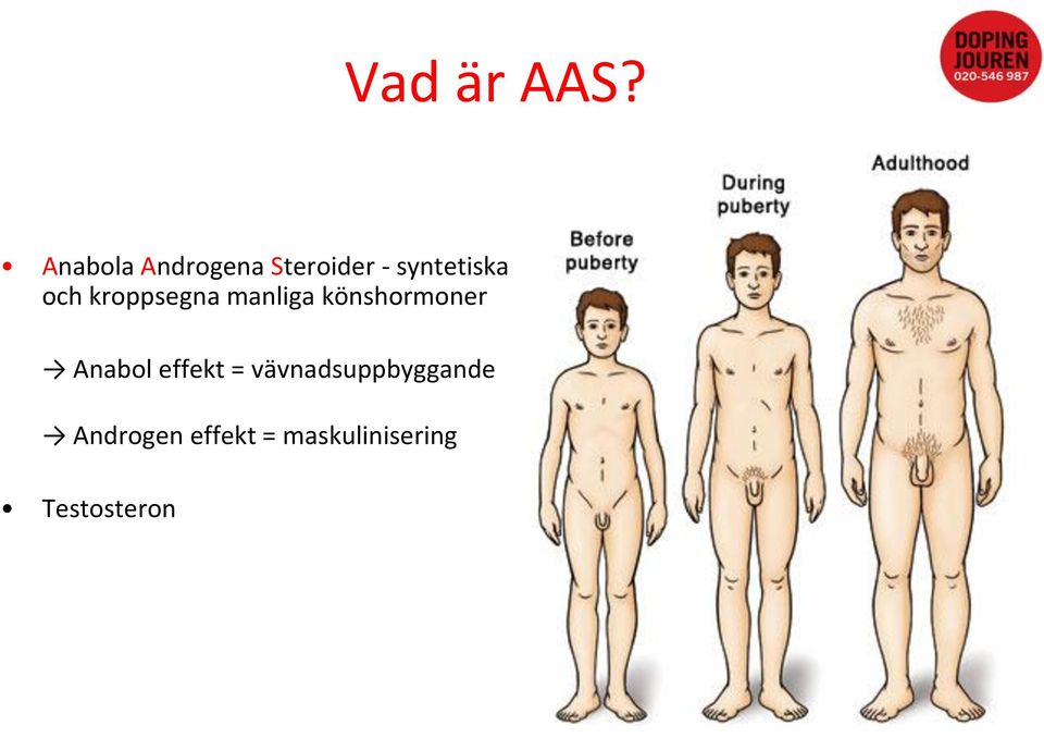 och kroppsegna manliga könshormoner Anabol