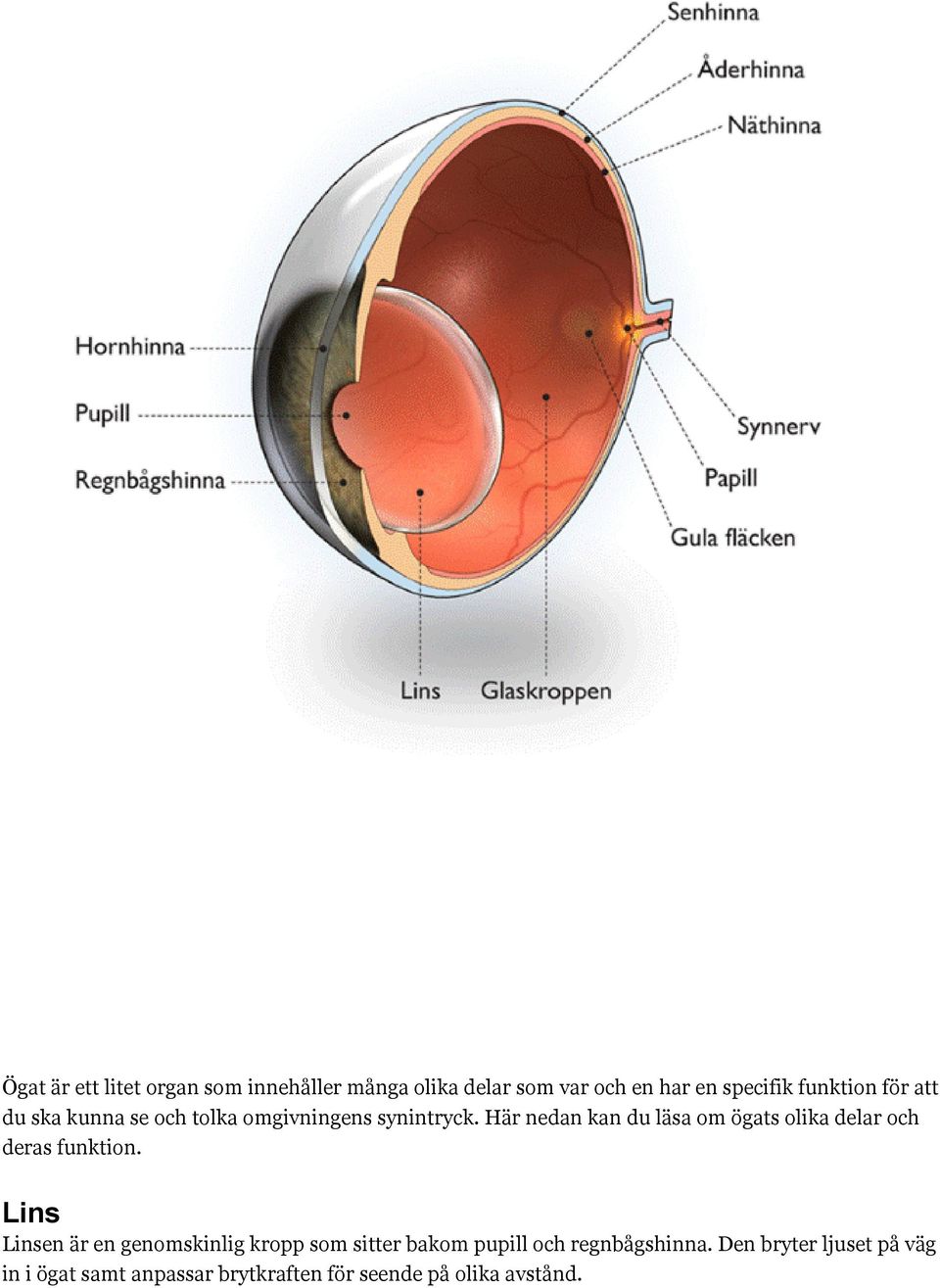 Här nedan kan du läsa om ögats olika delar och deras funktion.