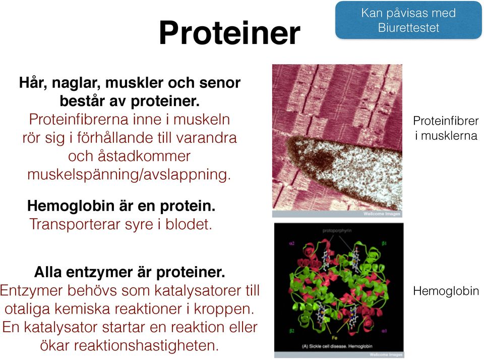 Proteinfibrer i musklerna Hemoglobin är en protein. Transporterar syre i blodet. Alla entzymer är proteiner.