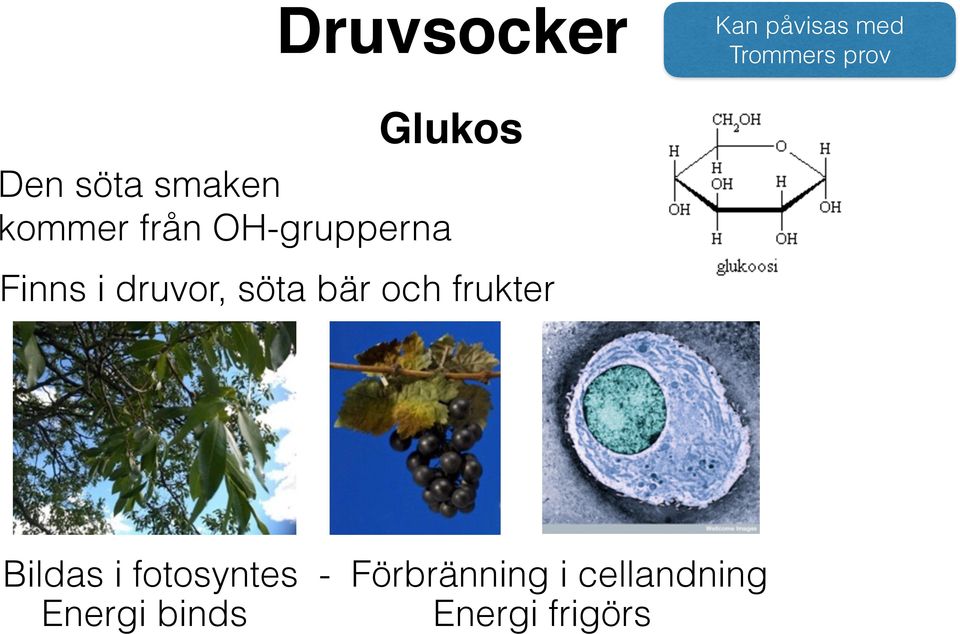 druvor, söta bär och frukter Bildas i fotosyntes -