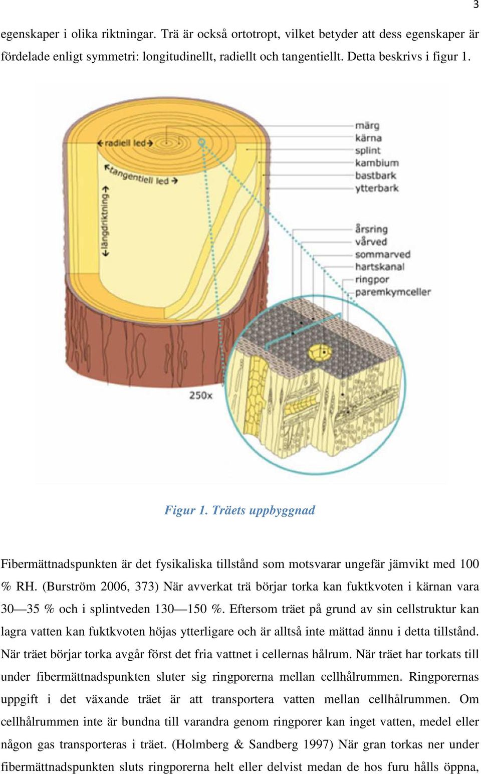 (Burström 2006, 373) När avverkat trä börjar torka kan fuktkvoten i kärnan vara 30 35 % och i splintveden 130 150 %.