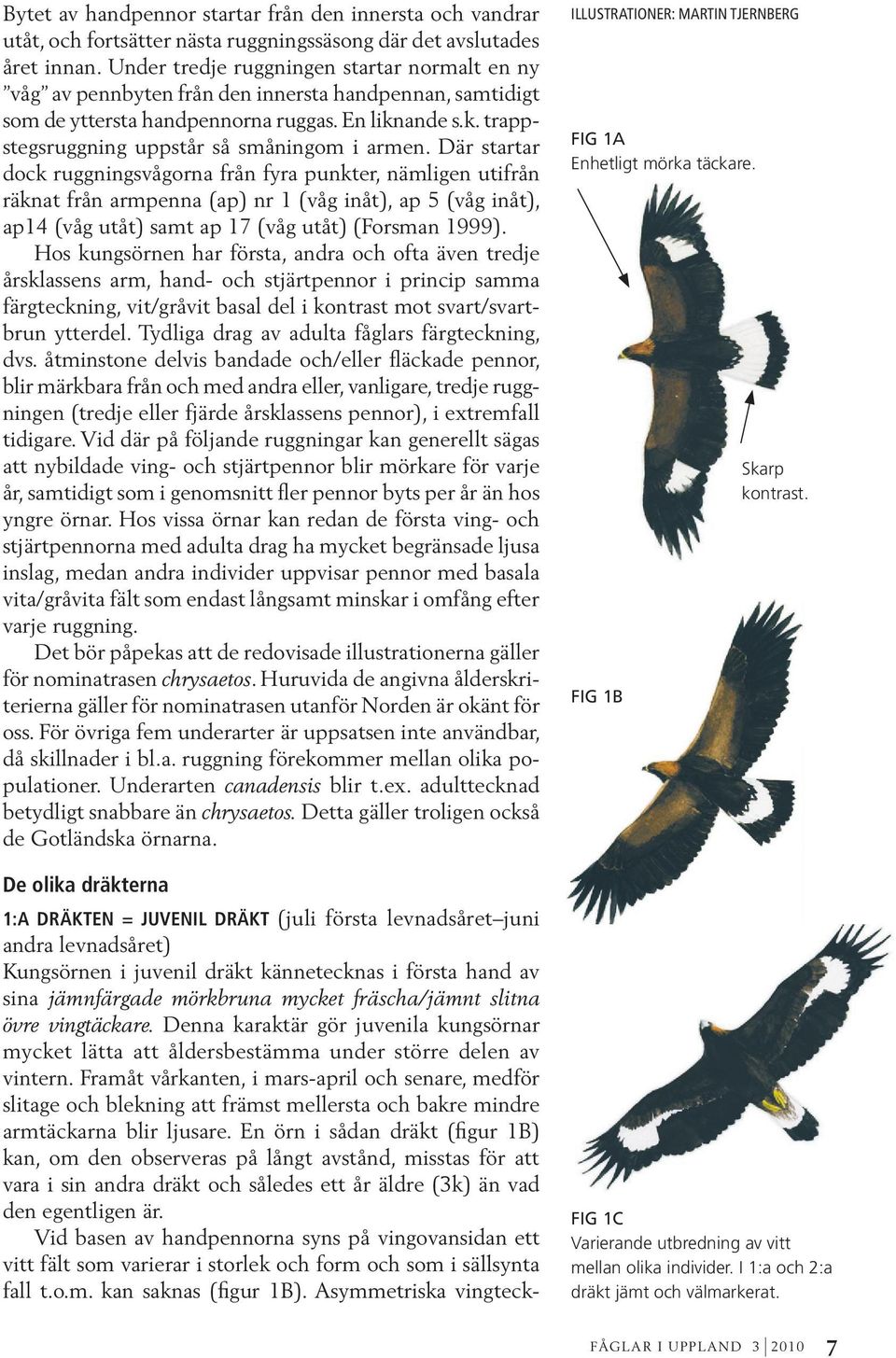 Där startar dock ruggningsvågorna från fyra punkter, nämligen utifrån räknat från armpenna (ap) nr 1 (våg inåt), ap 5 (våg inåt), ap14 (våg utåt) samt ap 17 (våg utåt) (Forsman 1999).