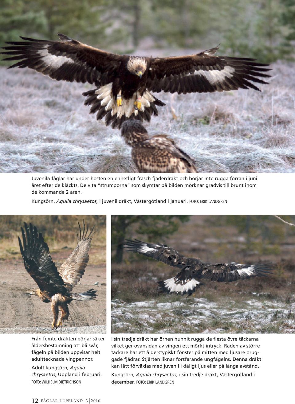 Foto: Erik Landgren Från femte en börjar säker åldersbestämning att bli svår, fågeln på bilden uppvisar helt adulttecknade vingpennor. Adult kungsörn, Aquila chrysaetos, Uppland i februari.