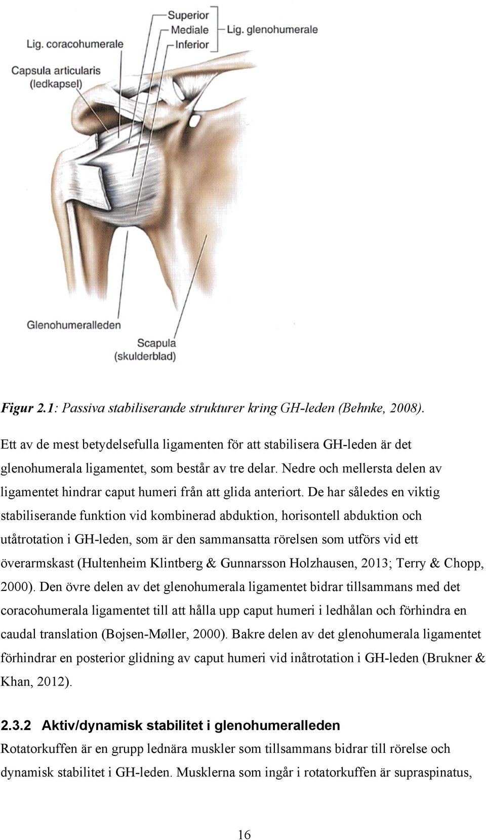 Nedre och mellersta delen av ligamentet hindrar caput humeri från att glida anteriort.