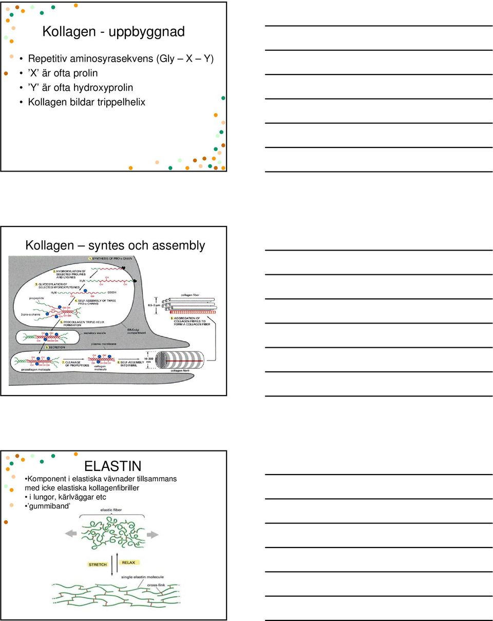 syntes och assembly ELASTIN Komponent i elastiska vävnader