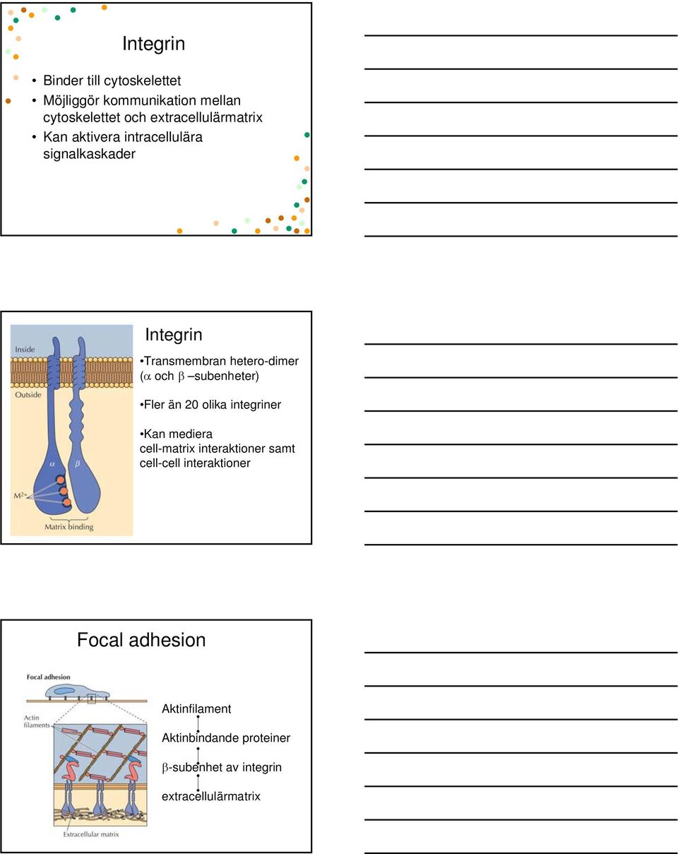 (α och β subenheter) Fler än 20 olika integriner Kan mediera cell-matrix interaktioner samt