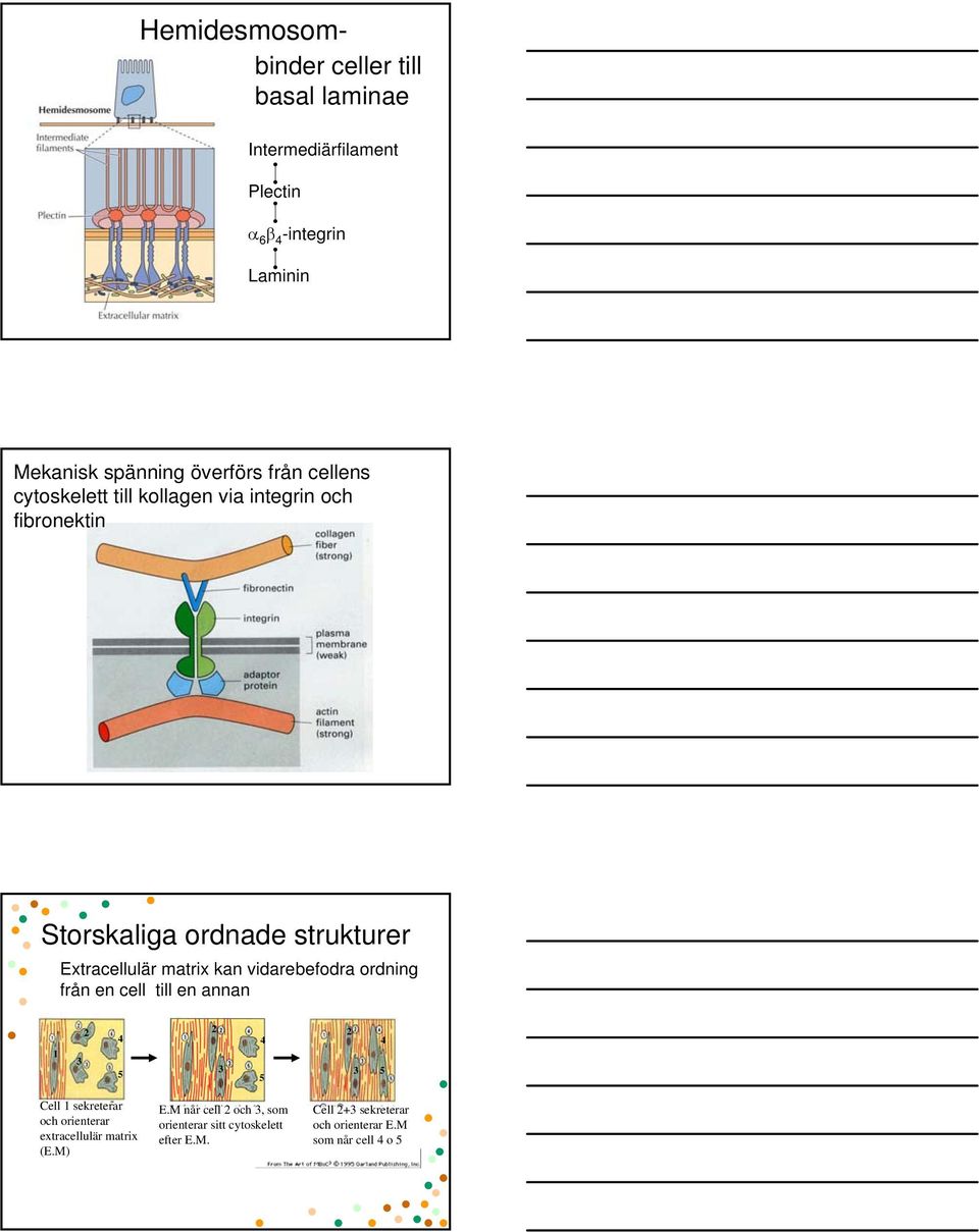 vidarebefodra ordning från en cell till en annan 1 2 2 2 4 4 4 3 3 5 3 5 5 Cell 1 sekreterar och orienterar extracellulär