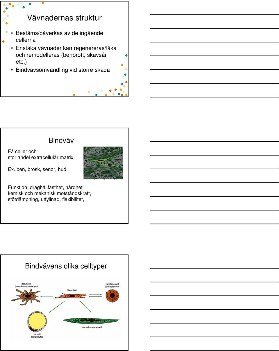 ) Bindvävsomvandling vid större skada Bindväv Få celler och stor andel extracellulär matrix Ex.