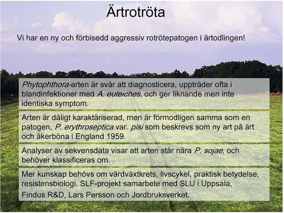 Arten är dåligt karaktäriserad, men är förmodligen samma som en patogen, P. erythroseptica var. pisi som beskrevs som ny art på ärt och åkerböna i England 1959.