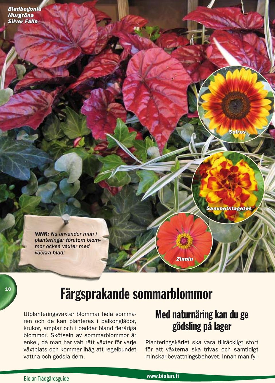 fleråriga blommor.